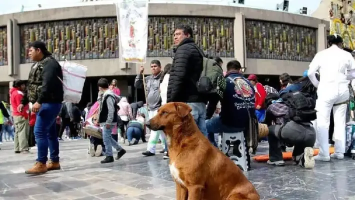 CDMX activa el ‘Perrito Peregrino 2025’: así protegerán a los lomitos de ser abandonados