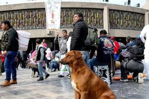 CDMX activa el ‘Perrito Peregrino 2025’: así protegerán a los lomitos de ser abandonados