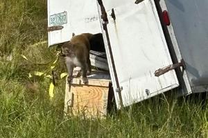Mono "agresivo" infectado con covid anda suelto tras accidente