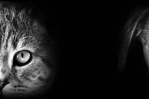 Protege a tus perros y gatos negros en CDMX: alerta de autoridades por Halloween y Día de Muertos