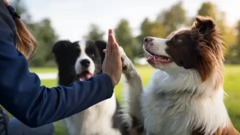 Feria de adopción en CDMX: dónde, cuándo y cómo puedes llevar a casa a tu nuevo amigo peludo