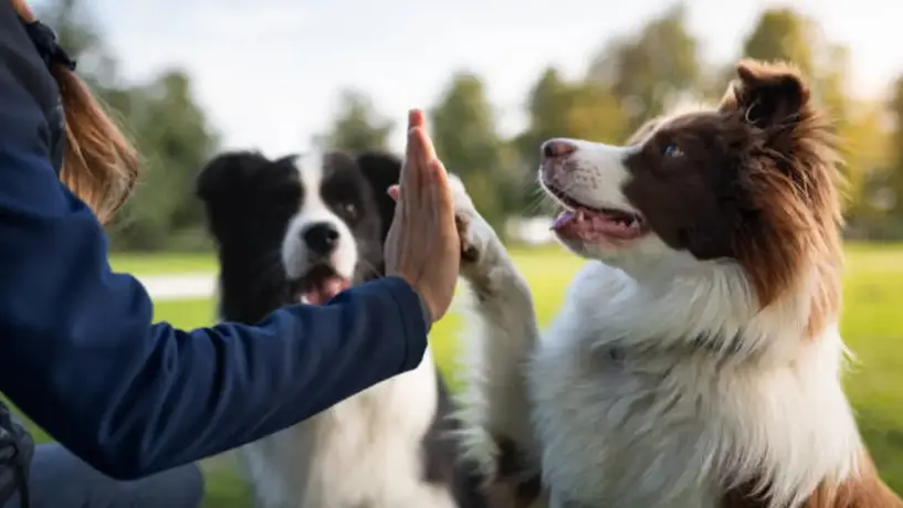 Feria de adopción en CDMX: dónde, cuándo y cómo puedes llevar a casa a tu nuevo amigo peludo