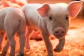 Peste porcina africana provoca que México suspenda importación de cerdo español
