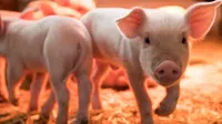 Peste porcina africana provoca que México suspenda importación de cerdo español