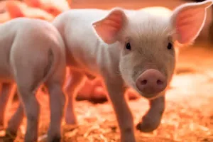 Peste porcina africana provoca que México suspenda importación de cerdo español