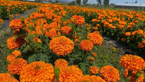¿Qué hacer con tu Cempasúchil? CDMX abre centros de acopio para que lleves tus flores