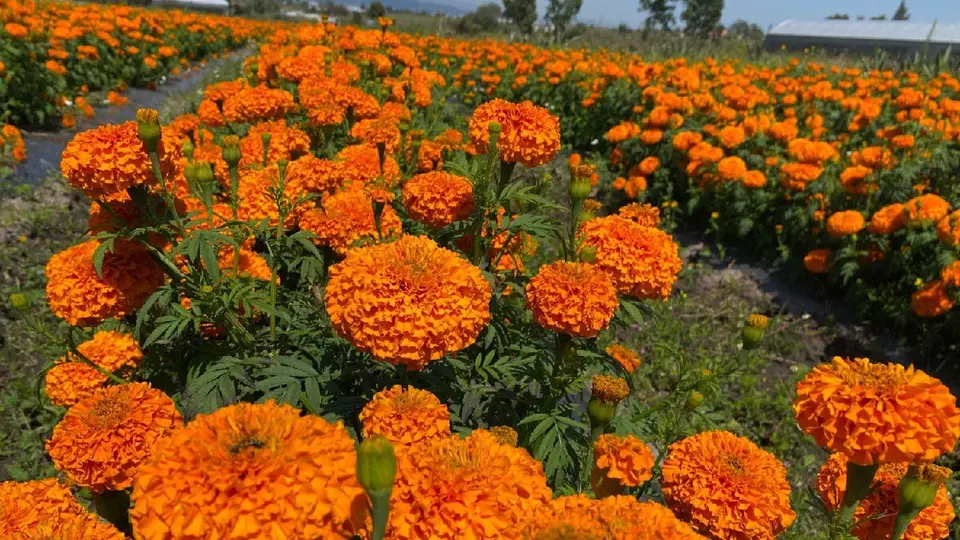 ¿Qué hacer con tu Cempasúchil? CDMX abre centros de acopio para que lleves tus flores