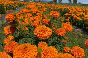 ¿Qué hacer con tu Cempasúchil? CDMX abre centros de acopio para que lleves tus flores