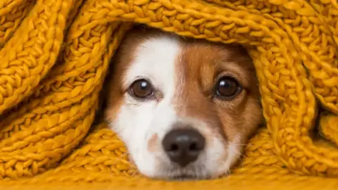 Cómo proteger a tu mascota del frío: recomendaciones clave para este invierno