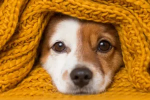 Cómo proteger a tu mascota del frío: recomendaciones clave para este invierno