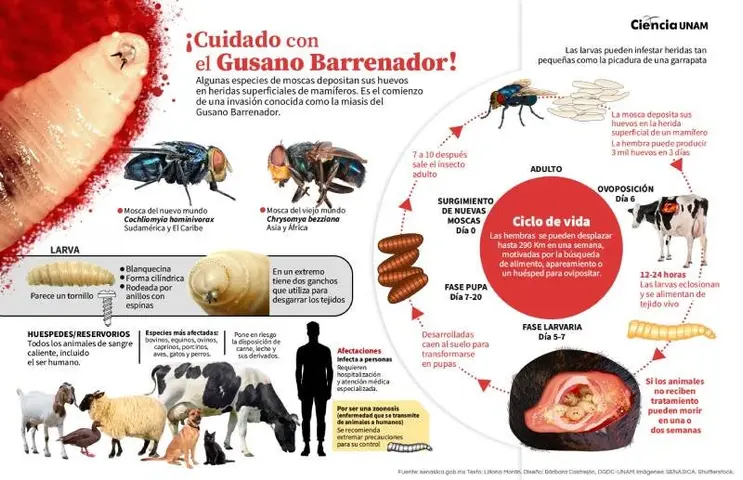 El ataque del Gusano Barrenador. / Ciencia UNAM.