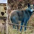 ¿Mutación o contaminación? Perros azules detectados en Chernóbil