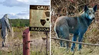 ¿Mutación o contaminación? Perros azules detectados en Chernóbil