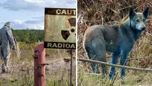 ¿Mutación o contaminación? Perros azules detectados en Chernóbil