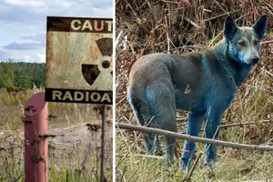 ¿Mutación o contaminación? Perros azules detectados en Chernóbil