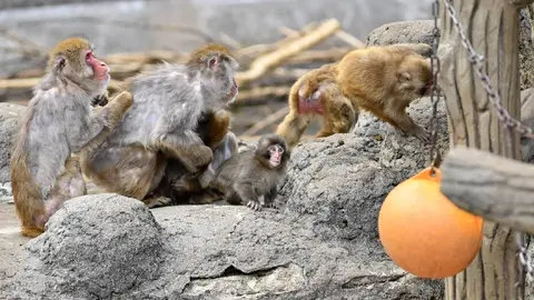 Punch poco a poco es aceptado por los demás monos del zoológico/GrosbyGroup