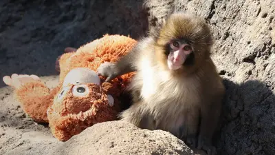 VIDEO: El mono Punch ya fue aceptado por su manada tras refugiarse en un peluche