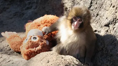 VIDEO: El mono Punch ya fue aceptado por su manada tras refugiarse en un peluche