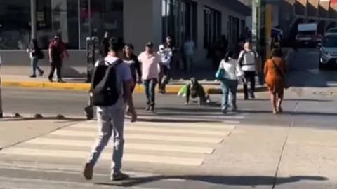El therian agredido se le vio en calles de Tampico, Tamaulipas/TikTok: @alancruzmx