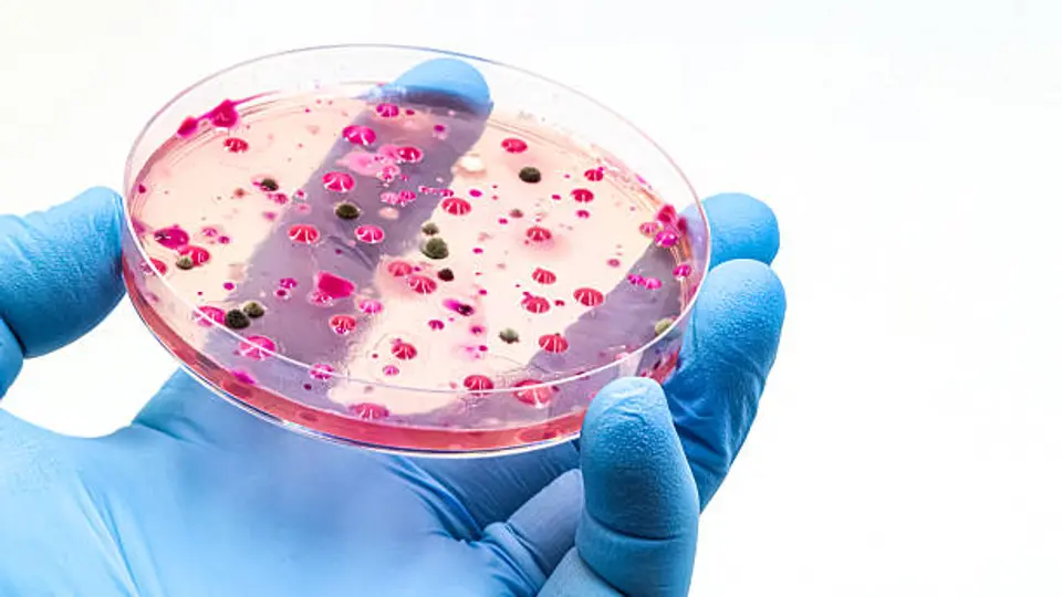 La infección por Candida auris puede agravarse en personas hospitalizadas o con sistemas inmunológicos debilitados. / iStock