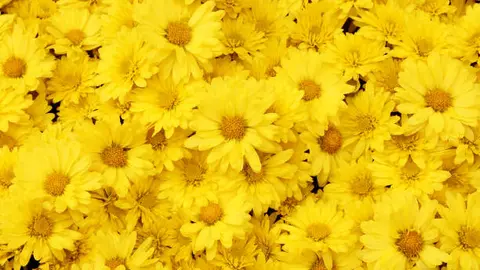 Cada año, miles de personas regalan flores amarillas como muestra de cariño. / iStock
