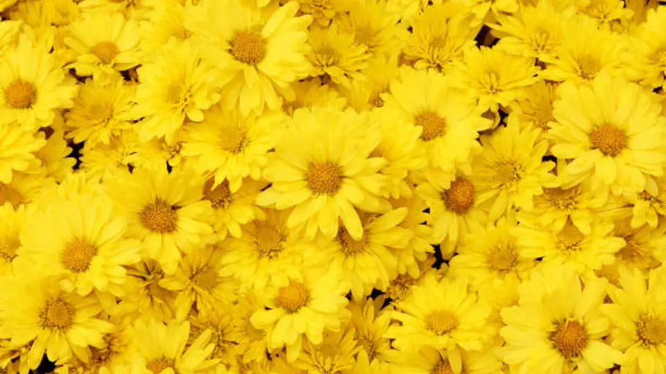 Cada año, miles de personas regalan flores amarillas como muestra de cariño. / iStock