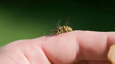 La mayoría de las picaduras de abeja se pueden tratar en casa con cuidados básicos. / iStock
