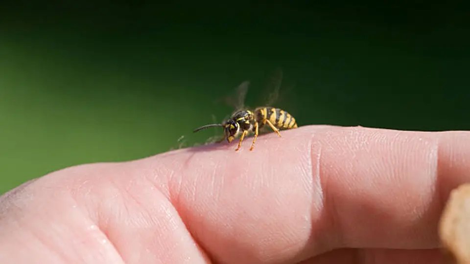 La mayoría de las picaduras de abeja se pueden tratar en casa con cuidados básicos. / iStock