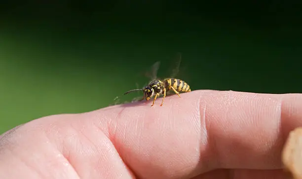 La mayoría de las picaduras de abeja se pueden tratar en casa con cuidados básicos. / iStock