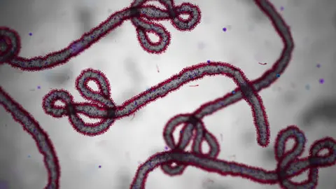 La OMS aseguró que el riesgo global por el actual brote de ébola sigue siendo bajo. / iStock