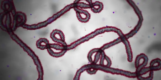 La OMS aseguró que el riesgo global por el actual brote de ébola sigue siendo bajo. / iStock