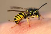 Qué hacer si te pica una abeja: síntomas, primeros auxilios y señales de alerta