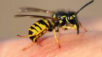 Qué hacer si te pica una abeja: síntomas, primeros auxilios y señales de alerta