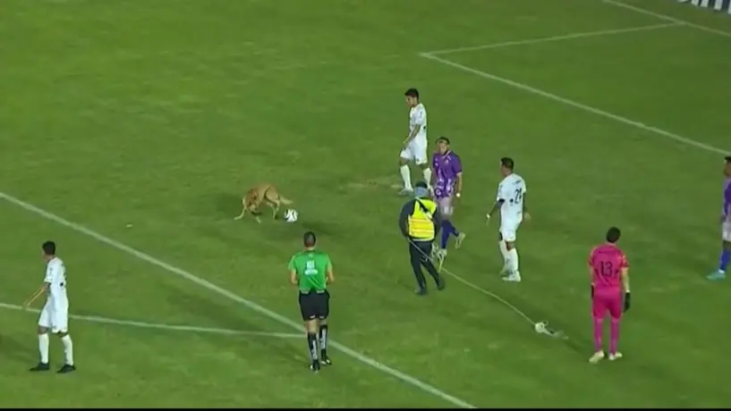 Mollejas, perrito que invadió el terreno de juego, realizó exámenes médicos con Alebrijes de Oaxaca