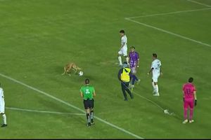 Mollejas, perrito que invadió el terreno de juego, realizó exámenes médicos con Alebrijes de Oaxaca