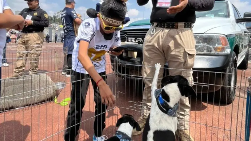 Pumas: Brigada de Vigilancia Animal pone a perritos en adopción en el Estadio Olímpico Universitario