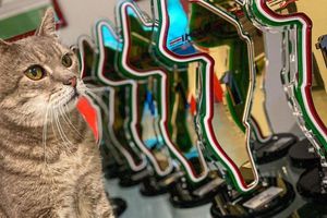 Formulino, gatito que daba suerte a los pilotos de F1 en Imola, ha fallecido
