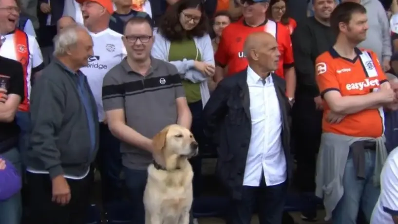 Premier League: Aficionado del Luton Town lleva a su perrito al partido frente al Tottenham