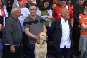 Premier League: Aficionado del Luton Town lleva a su perrito al partido frente al Tottenham