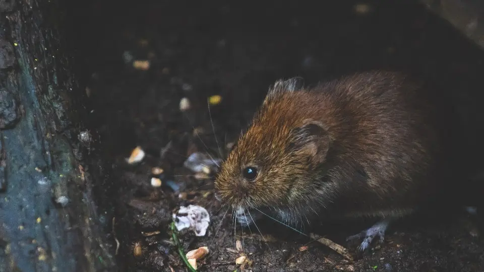 Captan a rata gigante en un supermercado en Nueva York