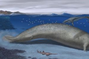 Perucetus Colossus: Descubren en Perú a la criatura más grande que habitó la Tierra