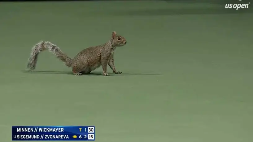 ¡Inaudito! Una ardilla 'invade' la cancha en el US Open y provoca repetición de punto