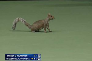 ¡Inaudito! Una ardilla 'invade' la cancha en el US Open y provoca repetición de punto