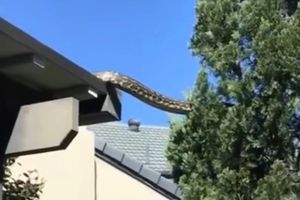 Serpiente pitón gigante de 5 metros causa alarma en Australia a una familia