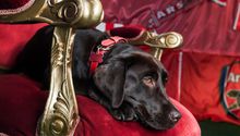 Arsenal: Win, el perro que ayuda al estrés de los Gunners, participa en sesión de fotos