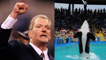 Jim Irsay, dueño de Colts de la NFL, pagará cifra millonaria para liberar a ballena en cautiverio