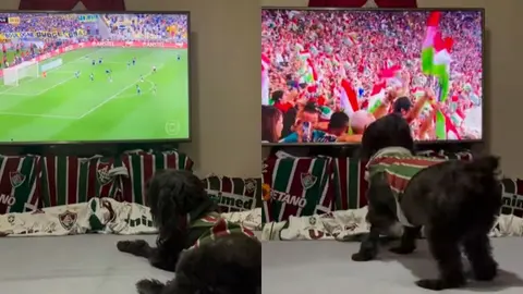 ¡Todos celebran! Captan a perrita festejando título de Fluminense y se vuelve viral