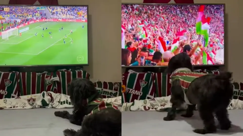 ¡Todos celebran! Captan a perrita festejando título de Fluminense y se vuelve viral