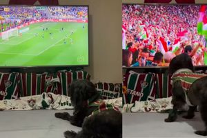 ¡Todos celebran! Captan a perrita festejando título de Fluminense y se vuelve viral