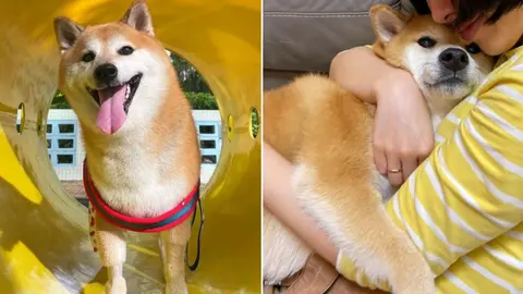 ¡Tú no, Cheems! Diagnostican con cáncer al perrito de los memes